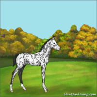 Horse Color:Blue Roan Near Leopard 