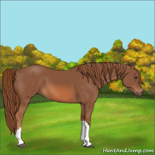 Horse Color:Chestnut 
