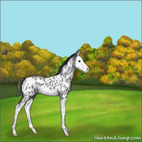 Horse Color:Blue Roan Splash Near Leopard 