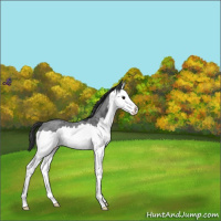 Horse Color:Blue Roan Splash Varnish 