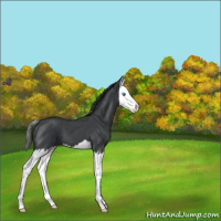 Horse Color:Blue Roan Splash 