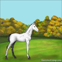 Horse Color:Black Fewspot 