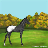 Horse Color:Blue Roan Snowcap 