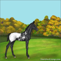 Horse Color:Black Appaloosa