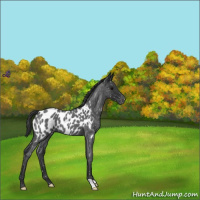 Horse Color:Blue Roan Appaloosa 