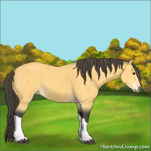 Horse Color:Buckskin 