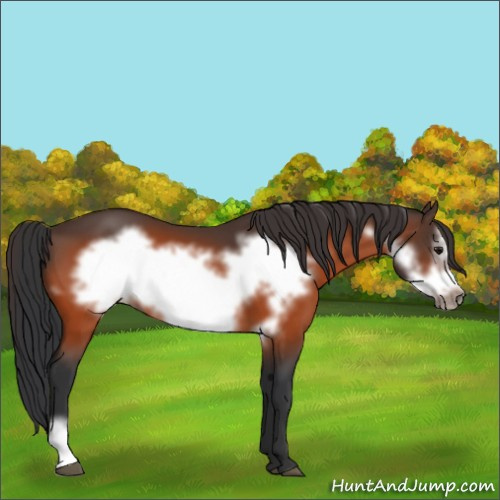 Horse Color:Bay Frame