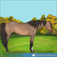 Horse Color:Bay Dun