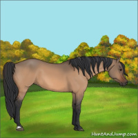 Horse Color:Bay Dun 