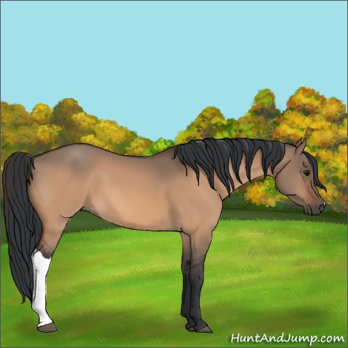 Horse Color:Bay Dun