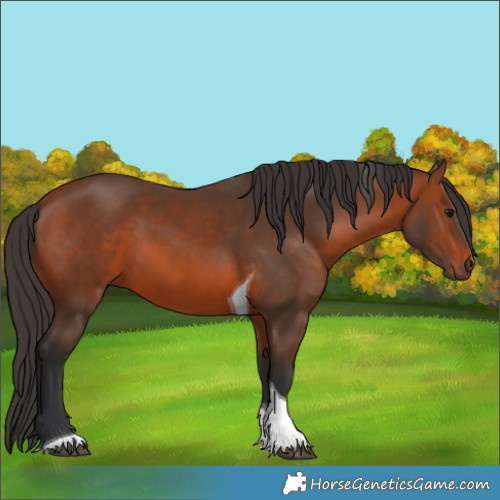 Horse Color:Bay Tobiano