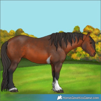 Horse Color:Bay Tobiano 