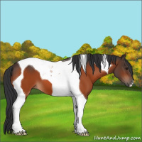 Horse Color:Bay Tobiano 