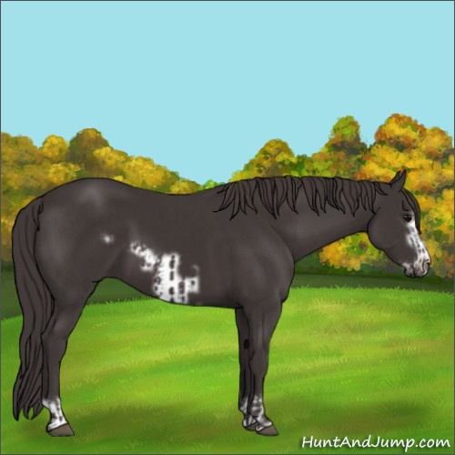 Horse Color:Smoky Black and Smoky Black Frame
