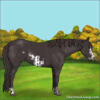 Horse Color:Smoky Black  and Smoky Black Frame 