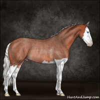 Horse Color:Silver Brown Roan Splash Appaloosa Rabicano