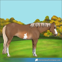 Horse Color:Chocolate Palomino 