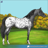 Horse Color:Blue Roan Appaloosa 