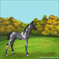 Horse Color:Blue Roan Tobiano Rabicano 