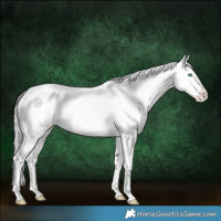 Horse Color:Silver Perlino Dun Appaloosa
