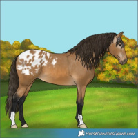 Horse Color:Gray Buckskin Appaloosa