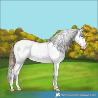 Horse Color:White Spotted Chestnut Splash 