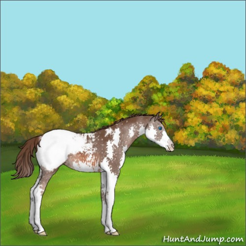 Horse Color:Liver Chestnut Splash Appaloosa