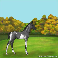 Horse Color:Blue Roan Tobiano 