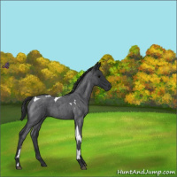 Horse Color:Blue Roan Tobiano 