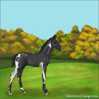 Horse Color:Blue Roan Tobiano 