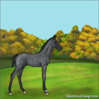 Horse Color:Blue Roan 