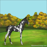 Horse Color:Blue Roan Tobiano 