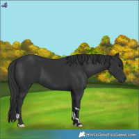 Horse Color:Black 
