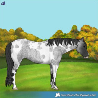 Horse Color:Blue Roan Tobiano 