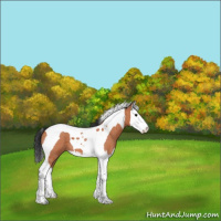 Horse Color:Bay Roan Splash Tobiano