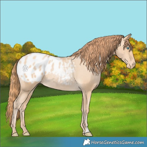 Horse Color:Buckskin Pearl Appaloosa 