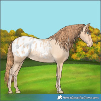 Horse Color:Buckskin Pearl Appaloosa