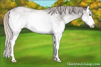 Horse Color:White Spotted Silver Blue Roan Splash