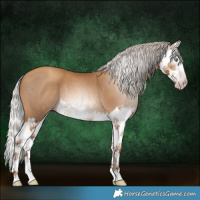Horse Color:Gray Silver Amber Champagne Splash