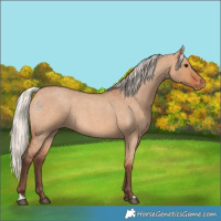Horse Color:Silver Bay Roan Dun Appaloosa Rabicano 
