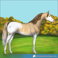 Horse Color:Buckskin Dun Splash Appaloosa 