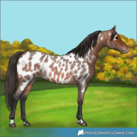 Horse Color:Bay Roan Appaloosa