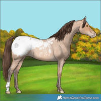 Horse Color:Amber Champagne Roan Appaloosa 