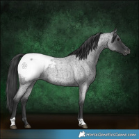 Horse Color:Blue Roan Appaloosa 