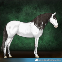 Horse Color:Bay Roan Appaloosa 