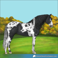 Horse Color:Black Splash Tobiano