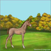 Horse Color:Red Roan 
