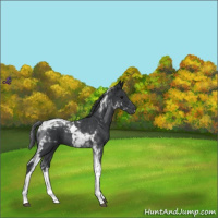 Horse Color:Blue Roan Tobiano 