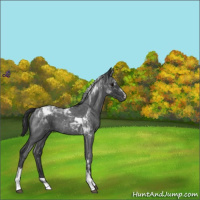 Horse Color:Blue Roan Tobiano 