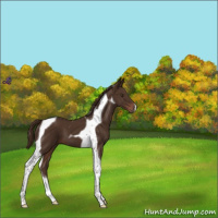 Horse Color:Liver Chestnut Tobiano 